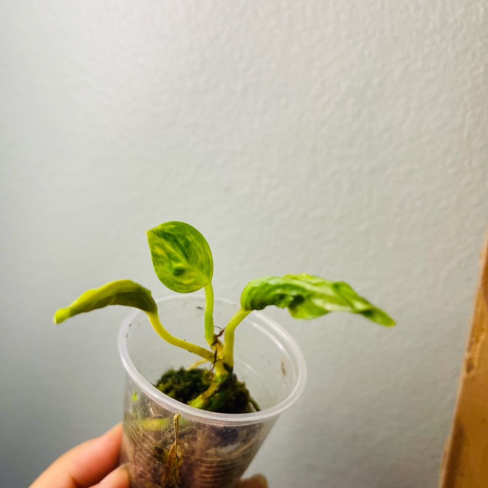 Rare houseplant variegated Epipremnum plants plant rare 1 rooted plant